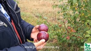 Яблоня сорт Дарунак. Урожайный, зимостойкий сорт белорусской селекции.