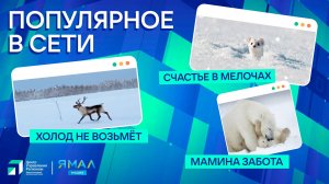 "Ямал-Медиа" продолжает обозревать популярные видео в интернете