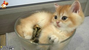Утята и Цыплята - Кошки и котята - (20) Хвостики да Усики ❣️🥰🤣