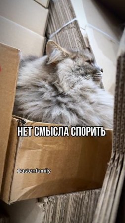 Золотое правило  #astenfamily#кототерапия #кошечки#приколыкоты#котыприколы#смешныекотики