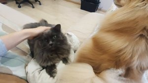 Миленькая среда шпица и кота!