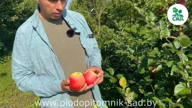 Яблоня сорт БЛАГАЯ ВЕСТЬ. Надежный, устойчивый к заболеваниям сорт с отличным вкусом. смотреть онлайн