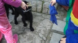 Малыши и щенки Роман-Кош Ореанда и Октава Квинта 1