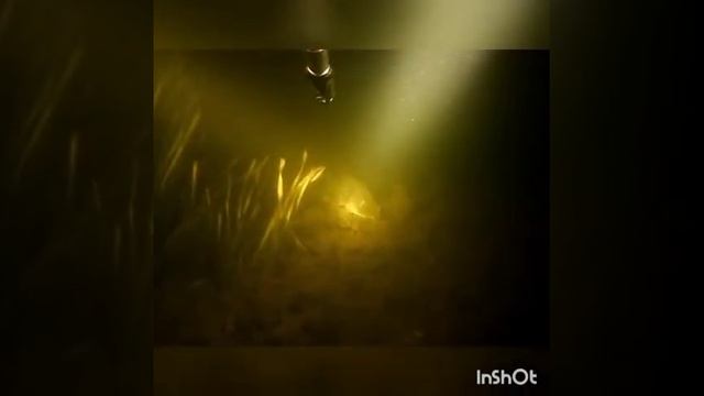 Щуки, сомы, караси и бобёр #подводнаяохота #ростовскаяобласть смотреть онлайн