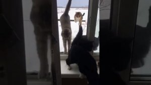 смешные котики