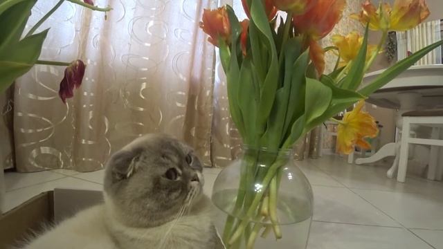 Котик Кевин подарил цветы. ОЗВУЧКА котиков смотреть онлайн