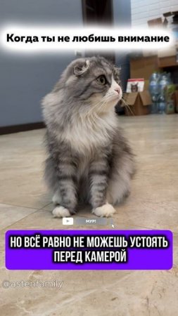 Не люблю внимание  #astenfamily#кототерапия #кошечки#приколыкоты#котыприколы#смешныекотики