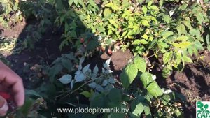 Малина ремонтантная сорт Рубиновое ожерелье.