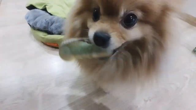 Шпиц лает с игрушкой во рту! смотреть онлайн