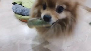 Шпиц лает с игрушкой во рту!