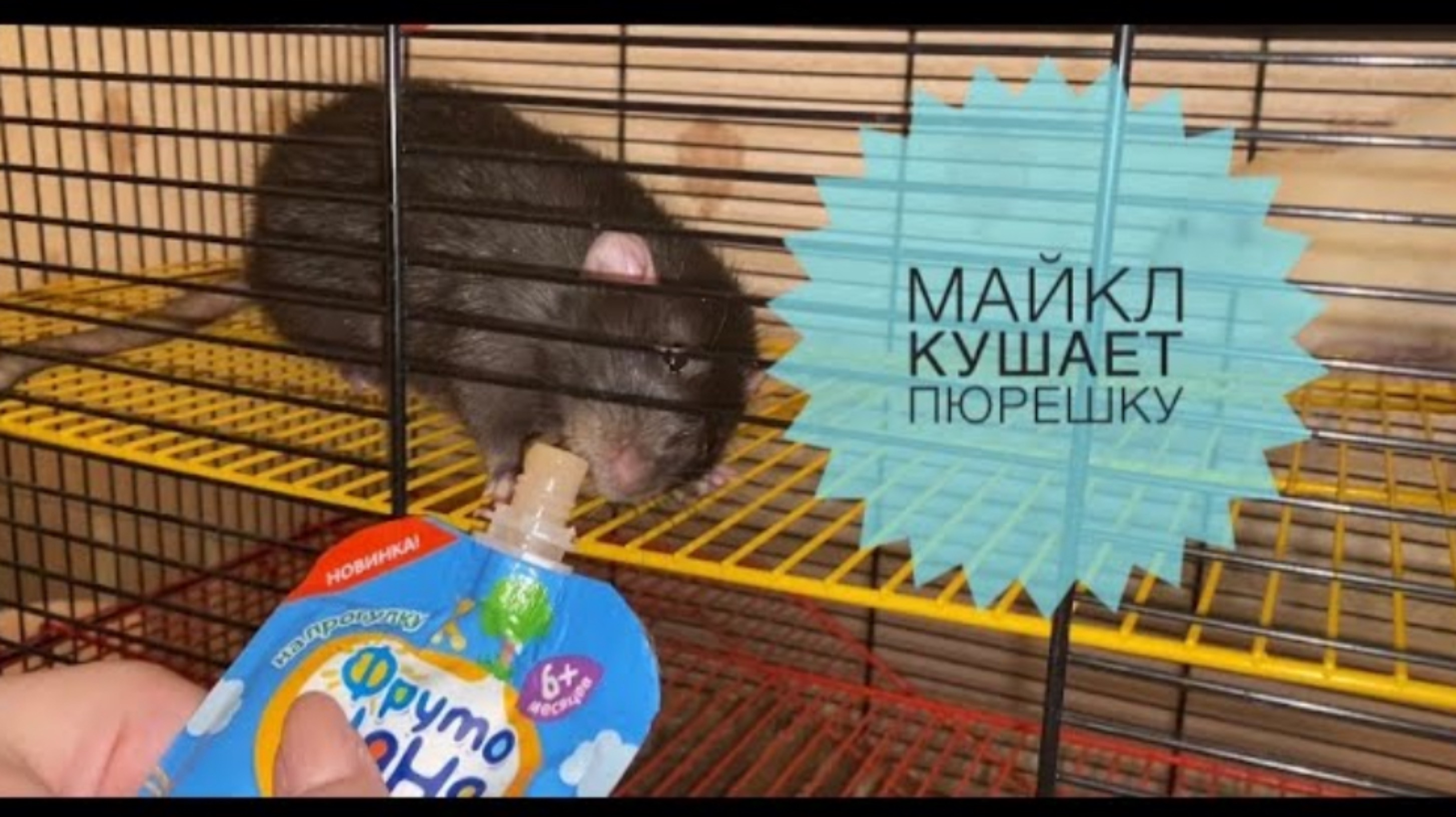 Крысы Дамбо Чёрный соболь и Сиам