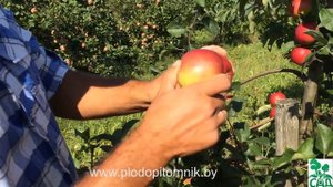 Яблоня сорт Редфри