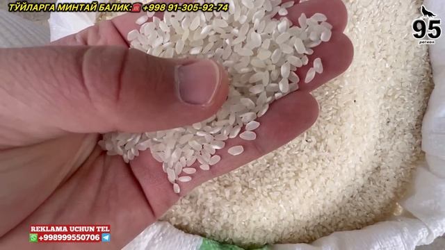 АЛАНГА 18.000 СУМ | ТУРТКУЛЬ ОПТОМ ГУРУЧ БОЗОРИ НАРХЛАРИ 26 апреля 2024 г. смотреть онлайн