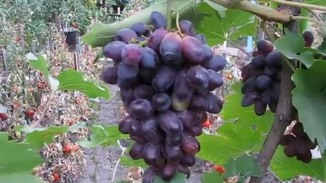 Виноград КарМаКод