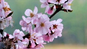 Табиғат аясындағы тіршілік