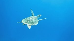 Черепаха Бисса. Красное море. Шарм-эш-Шейх. Шаркс-Бей. 2024