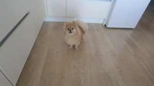 Радостный завтрак шпица! (Сможете посчитать сколько "кружков" сделала Бася?)