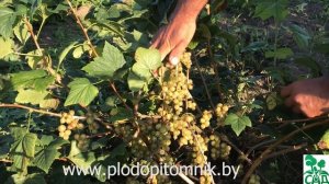 Смородина ЗЕЛЕНОПЛОДНАЯ существует !). Сорта зеленоплодной смородины Верти, Изумрудное ожерелье.