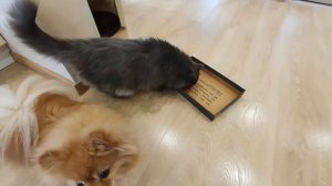 Кот, шпиц и коробка непременно пересекутся в пространстве!