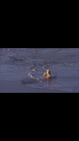 Polar bears on ice