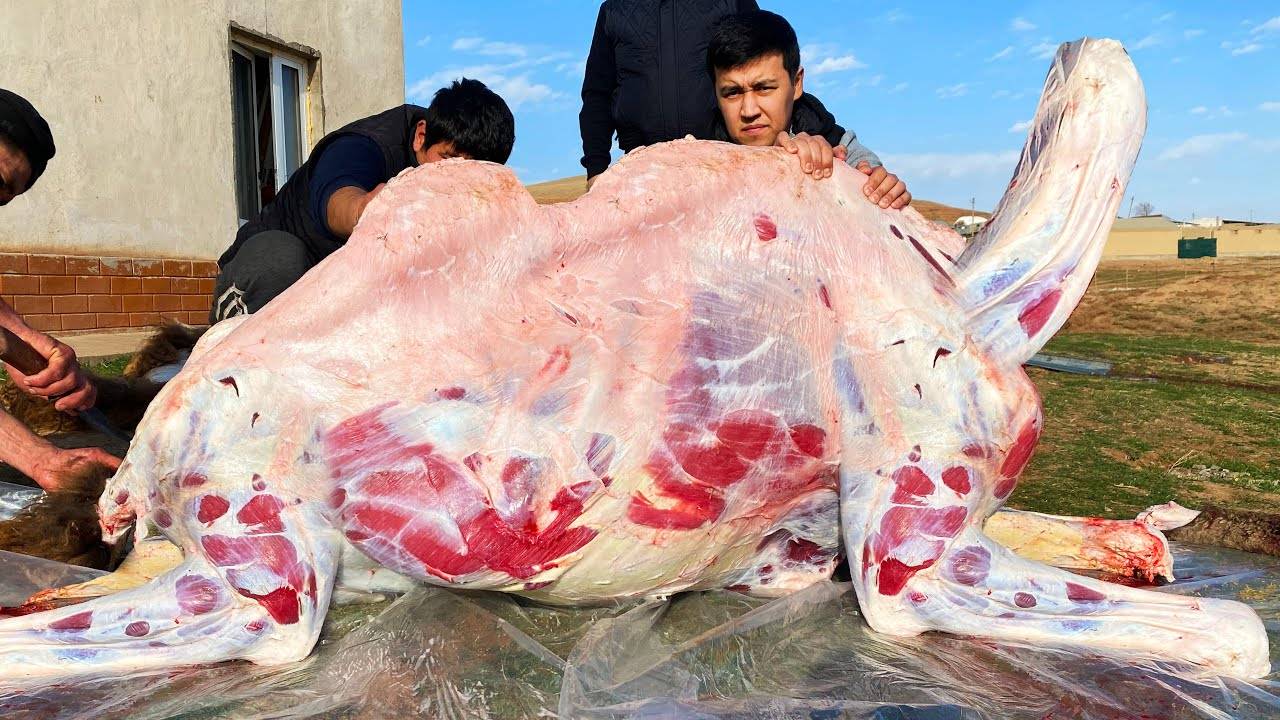 Разделка 500 кг Верблюда | Блюдо из Верблюжьего Мяса | Дымляма и Кебаб из Верблюжьего Мяса