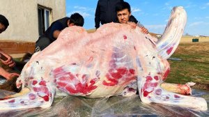 Разделка 500 кг Верблюда | Блюдо из Верблюжьего Мяса | Дымляма и Кебаб из Верблюжьего Мяса