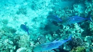 Синеперые каранксы и Наполеон.Красное море. Шарм-эш-Шейх. Шаркс-Бей. 2024