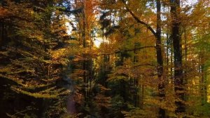 в-осеннем-лесу