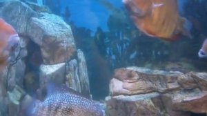 Аквариумистика