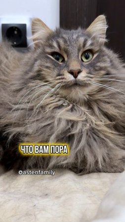 Понедельник на работу #astenfamily#кототерапия #кошечки#приколыкоты#котыприколы#смешныекотики