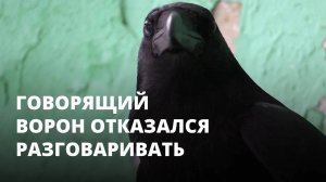 Говорящий ворон отказался говорить при виде журналистов