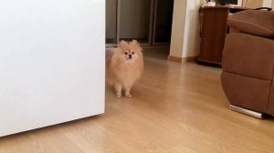 Шпиц и кот не умеют играть в прятки!