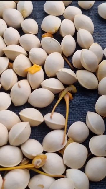 Орех от многих болезней #жизньвюжнойкорее #корейскаяеда #жизньвдеревне #food смотреть онлайн