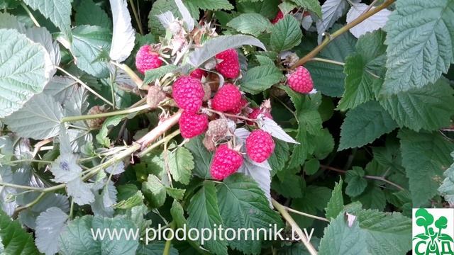 Малина сорт Бальзам смотреть онлайн