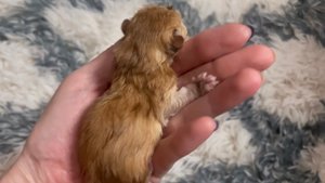 Первые 10 дней жизни котёнка. Развитие котят.