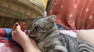 Кот хочет кошку