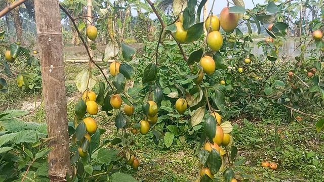 who Is The Best Apple Ber Verity For India.7029847107 смотреть онлайн