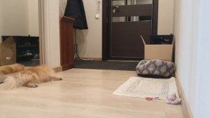 Что делает шпиц, когда остается дома один?