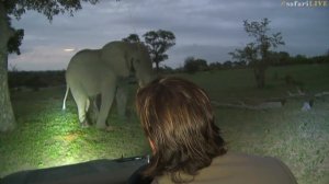 How to read elephant body language