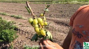 Крыжовник сорт Куршу дзинтарс.