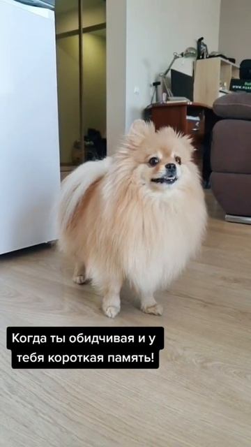 Какие у Баси ко мне претензии?