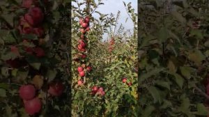Фуджв фубракс станом на 19.10