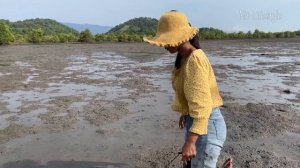 Great! Founding Many Biggest Mud Crabs In Muddy after Sea Water Low Tide