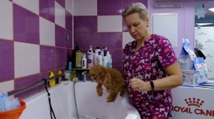 Первый груминг щенка Той Пуделя, Мальтипу , Бишон Фризе, Йорка, Мальтезе...