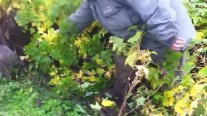 Саженцы чёрной смородины, выкопка саженцев смородины под плуг в питомнике растений Сад