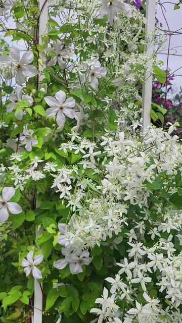 Белые клематисы. Саженцы. Каталог в ватсап +79193271772 смотреть онлайн