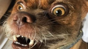 Распаковка чееек✌️необычных продуктов🪳