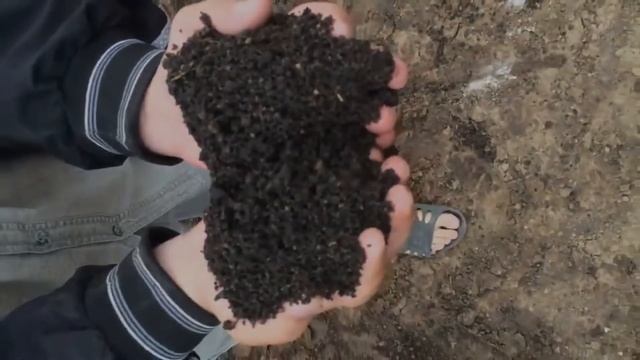 Переработка илов рыборазводных прудов в удобрения и почвосмеси