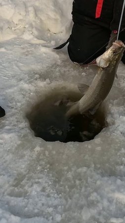 КРАСОТКА.