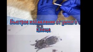 Моментальное лечение ушного клеща! Избавьте животное от зуда надолго.